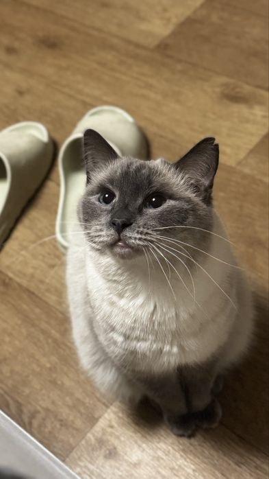 Отдам бесплатно кота 5 лет