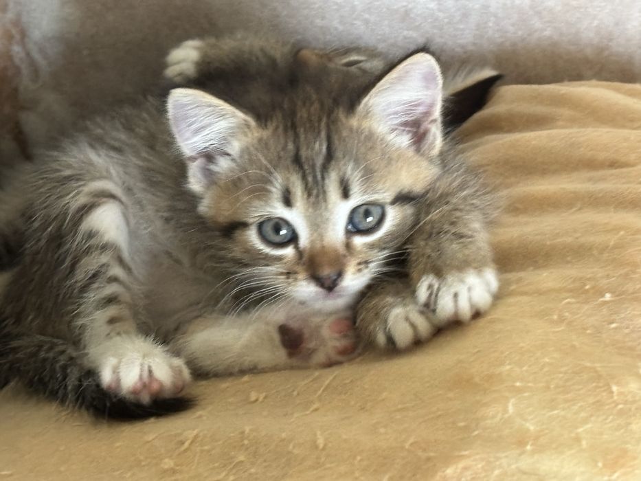 Отдам котят в добрые руки