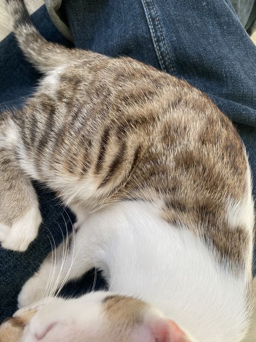 Котик мама породистая