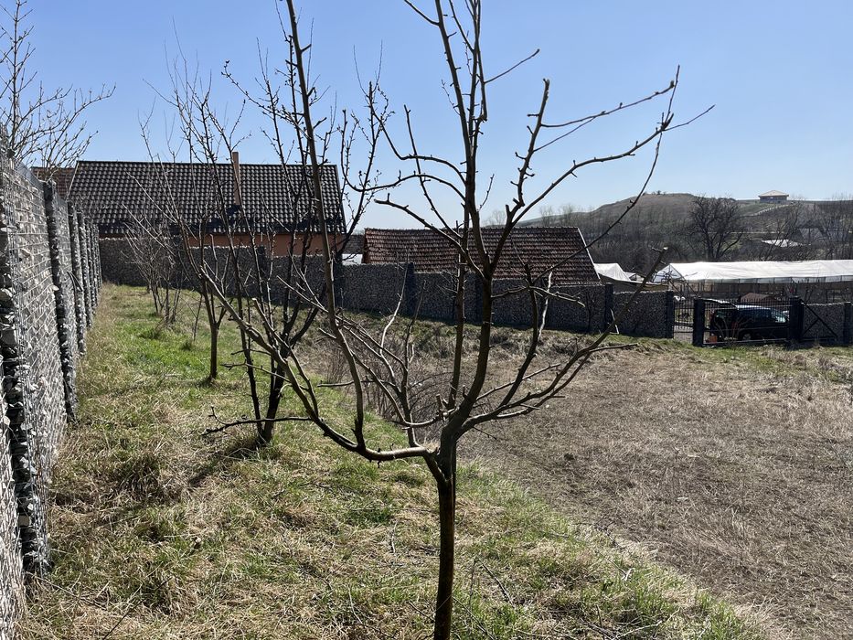 Teren de vânzare Comuna Sandulesti jud CJ