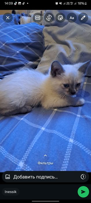 котята бесплатно в хорошие руки