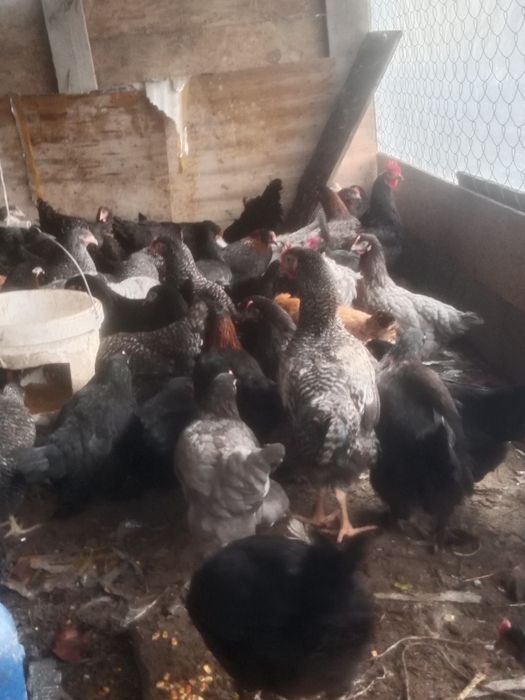 Куры продам молодой