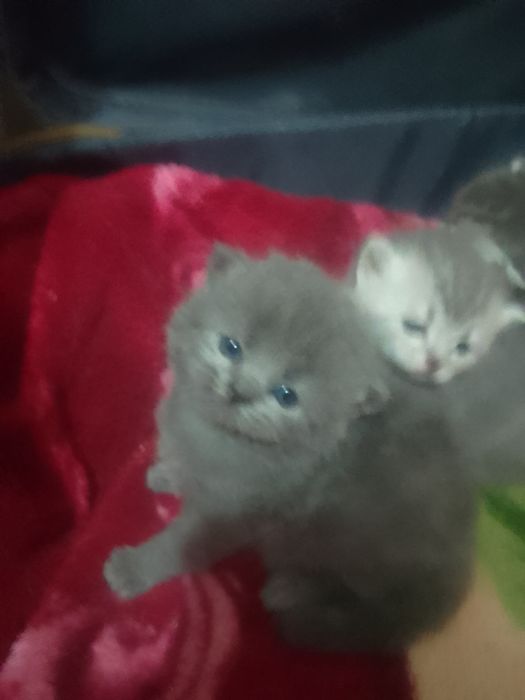 Продам котят Скоттиш страйт