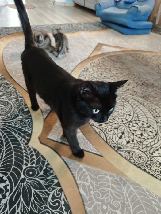 Котята домашние!!!