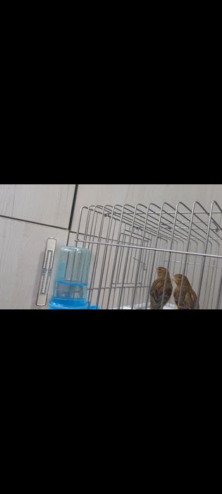 Канарйека смотилади