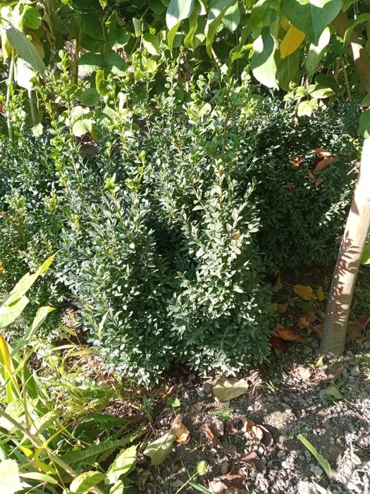 Самшит мелколистный, г. Тараз