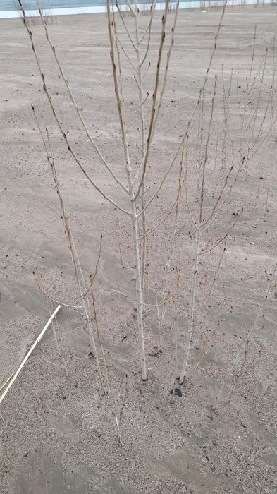 Дерево(тополь) терек ағашы