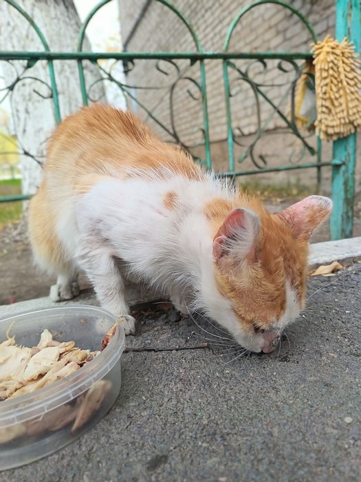 Кот. Ищу дом котику