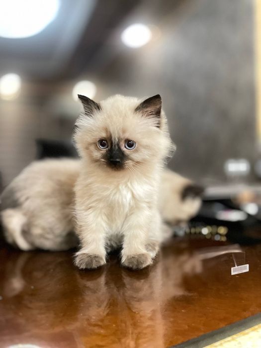 Siamskiy mushuk 50 kunlik