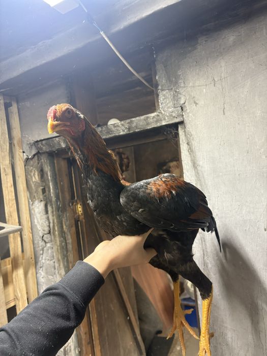 Даканы хороших кровей