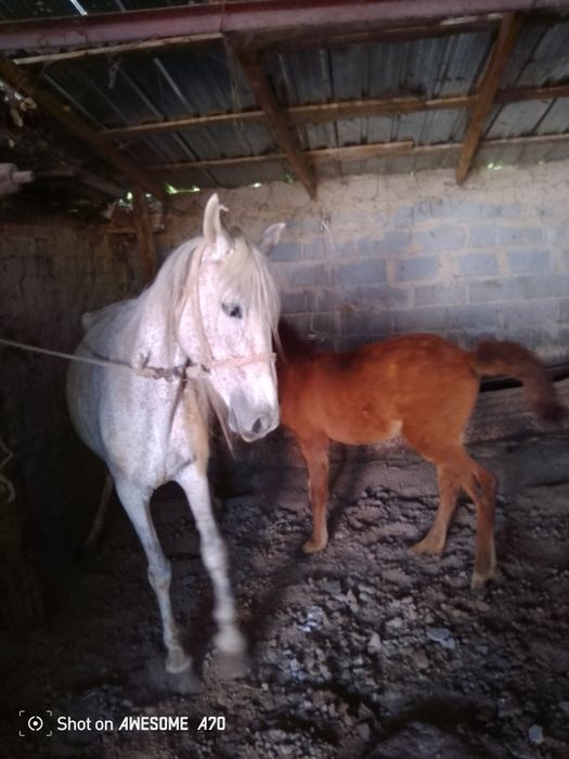 Кулынды бие сатылады