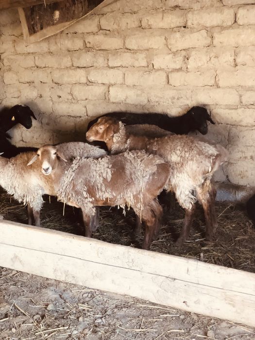 Бараны продается