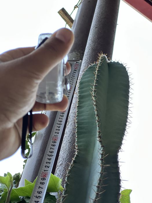 Церус (Cereus repandus / Cereus peruvianus) катус — 2.6 метр