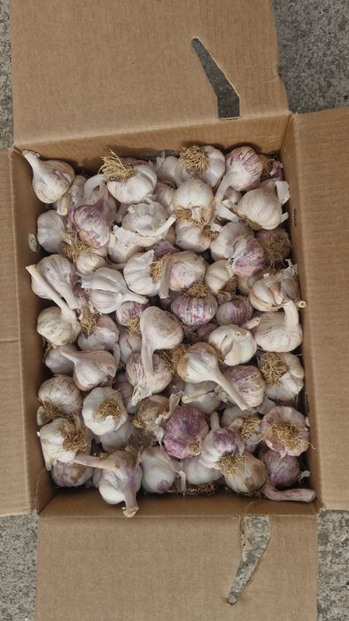 Vand usturoi de pus în pământ și arbagic rosu și galben