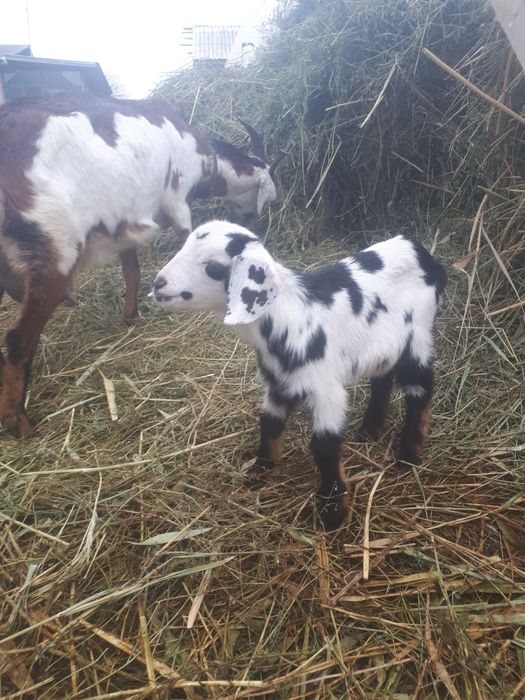 Продам козу с козлятами.первокотка.