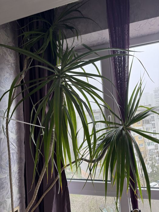 Голяма стайна драцена