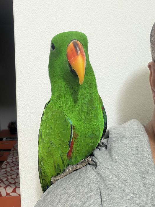 Papagal eclectus mascul 2025, blind