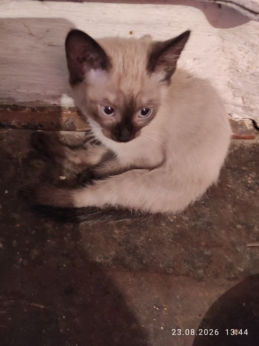 Котята в добрые руки.