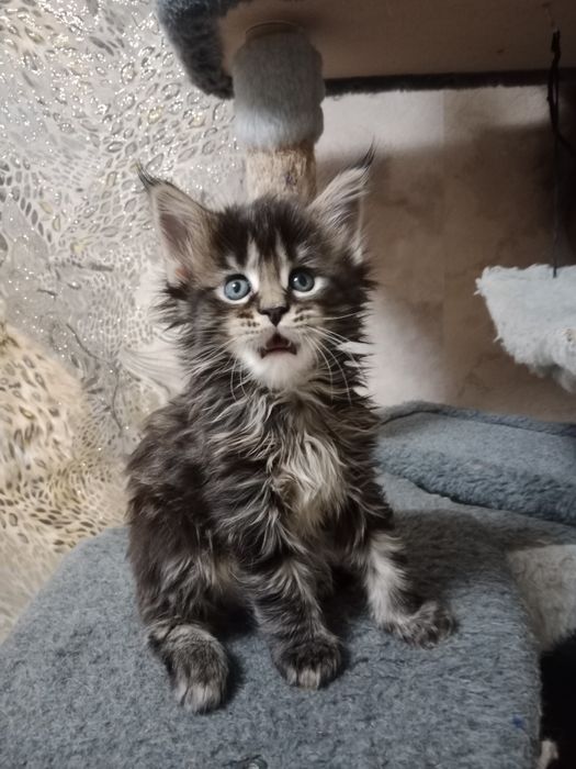 Котята Мейн-куна