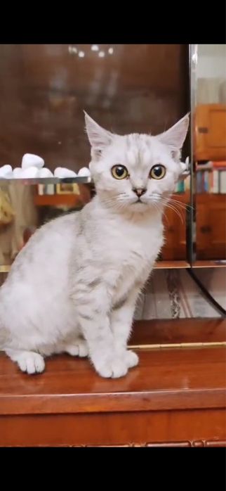 британская шиншилла