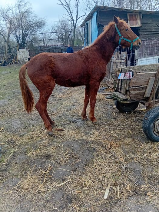 Iapă de vanzare are 1 an jumate