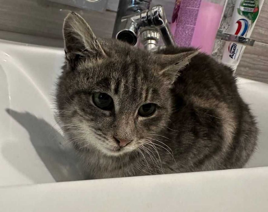 Отдам котенка бесплатно