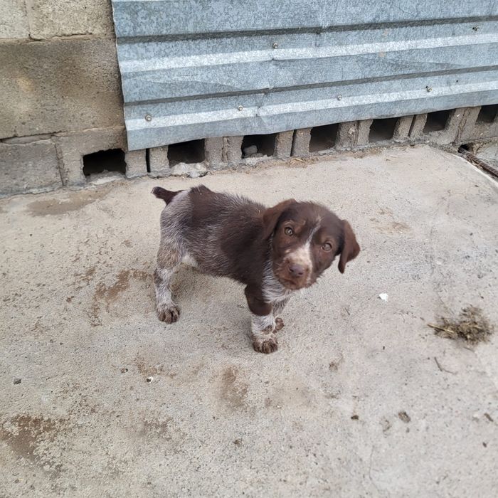 Продам щенка дратхаар