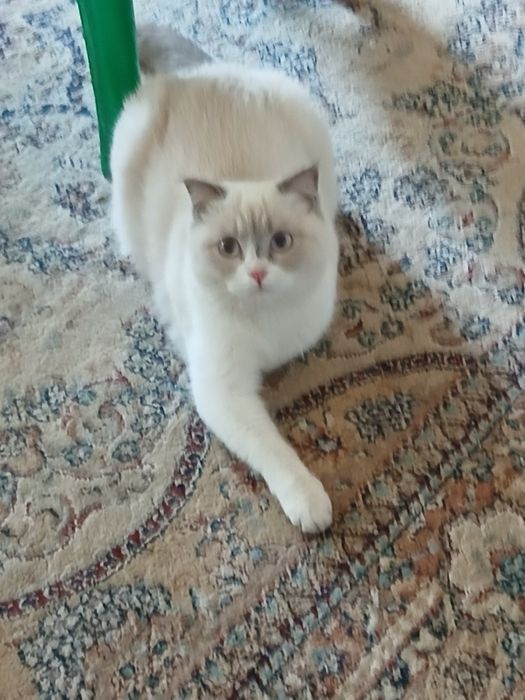 Сотилади зоти скотиш страйт