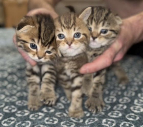 Шотландские котята