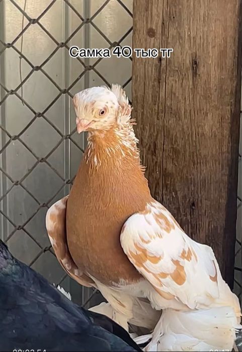 Продажа голубей голуби