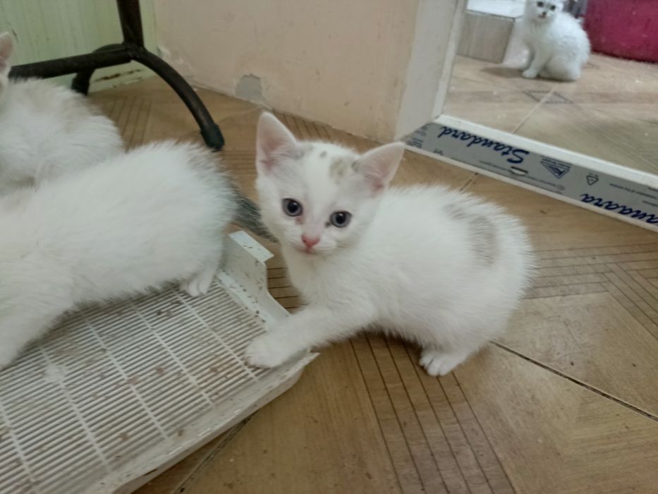 Коята белые в хорошие руки