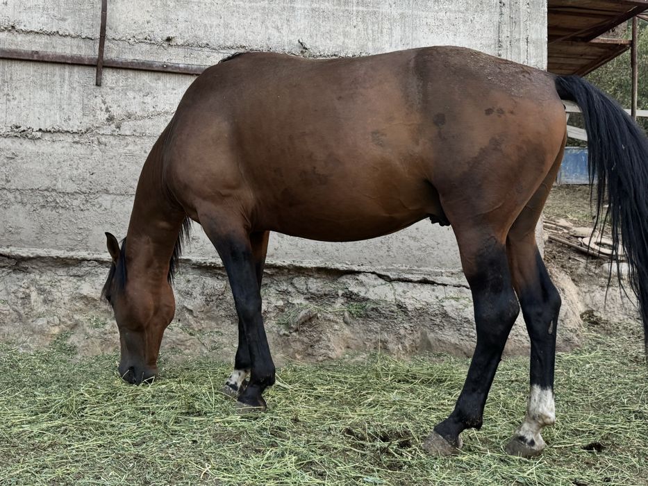 Лошади на продажу