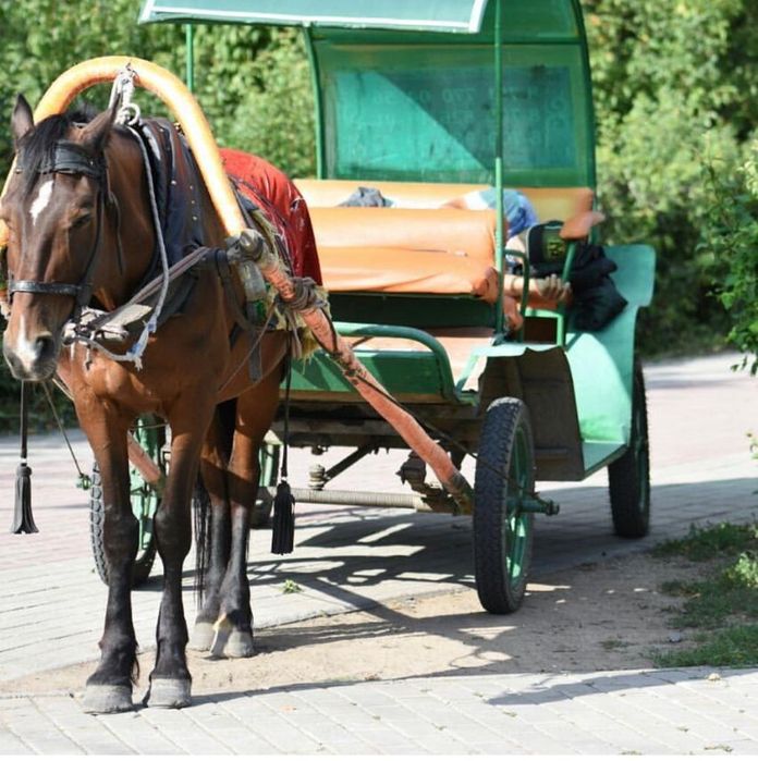 Продам супер лошадь обученный ,