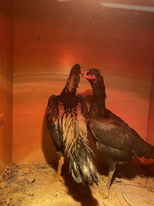 Продается хороший жужя майски 27вышел чубатый открылся вес3300 срочноо