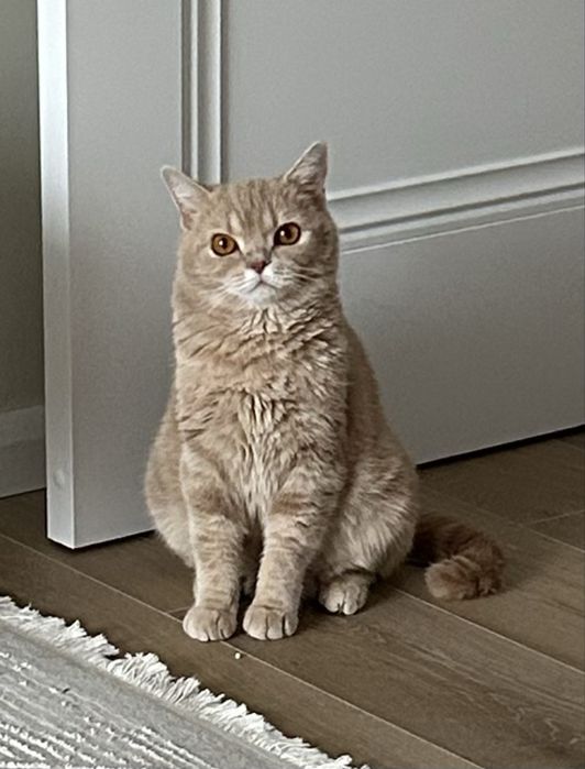 Ищет дом кошечка