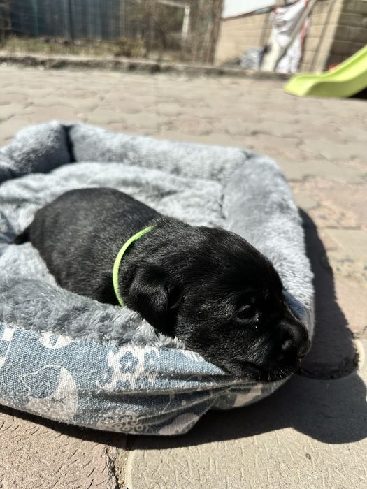 Бронь Лабрадор щенки род.8 марта