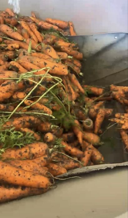 Продам Морковь и свеклу
