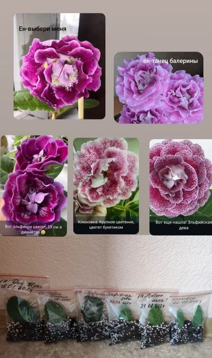 Глоксиния комнатное растение