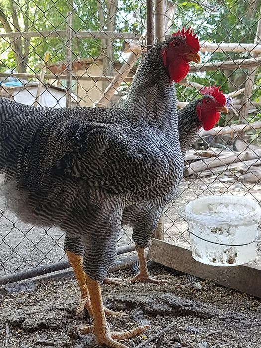 Плимутрок.Петушки куры яицо