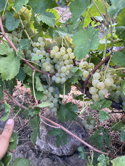 Vand struguri de vin 2026