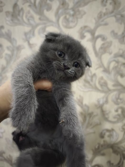 Продам шикарных котят от правильной вязкиправильной вязки