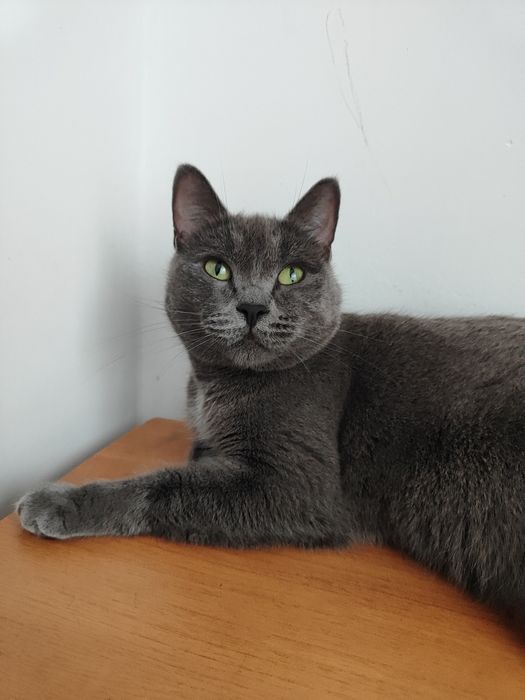 Отдам в заботливые руки