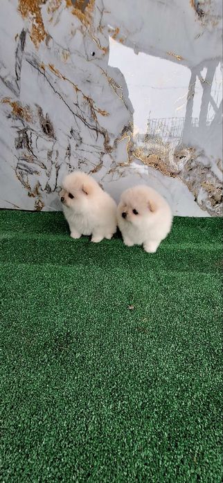 Померан Бебета пумеран