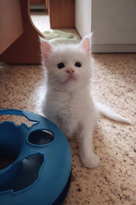 Котята породы Мейн Кун