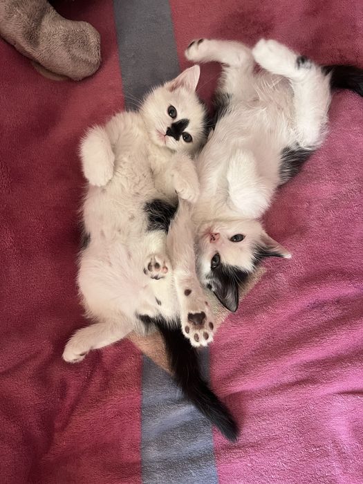Котики красивые