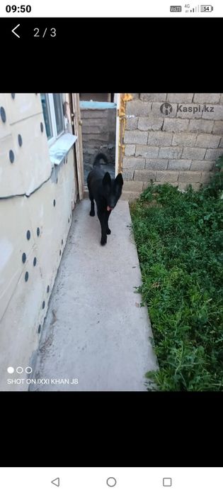 Щенки 2 месяца папа немец