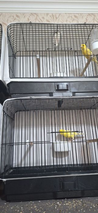 Канарейки сотилади (тайёр)