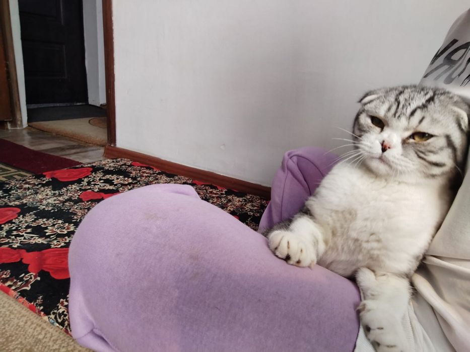 Вислаухая кот продается