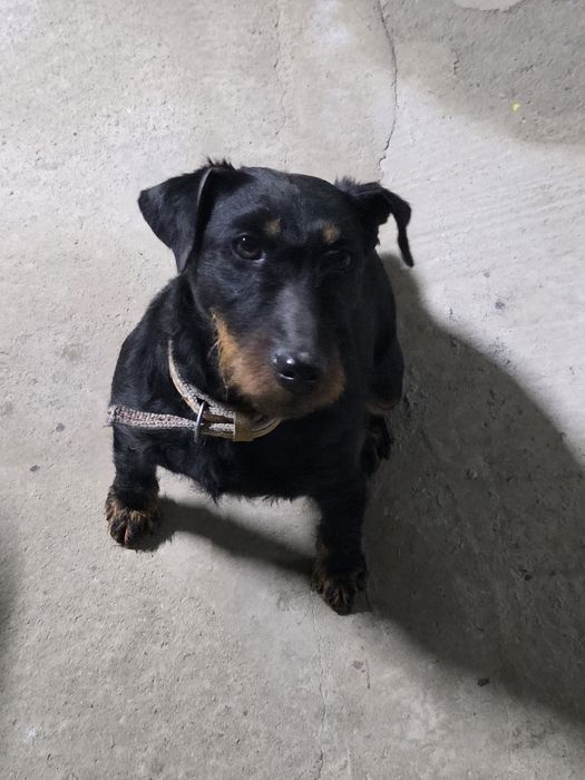 Продаётся Ягдтерьер