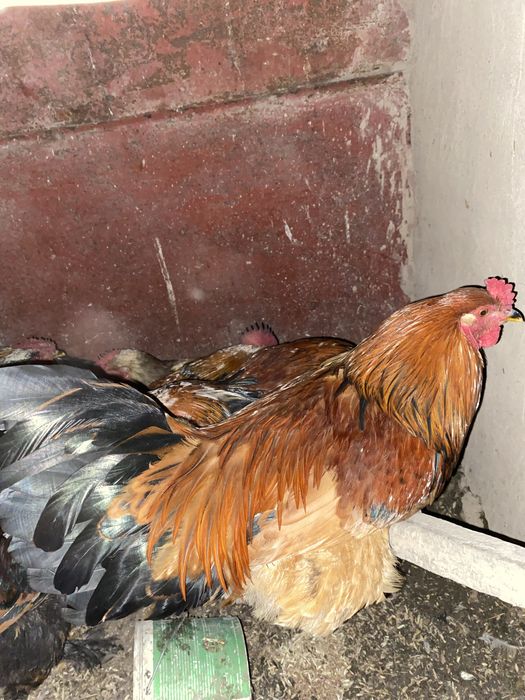 Курица 20, петух 11